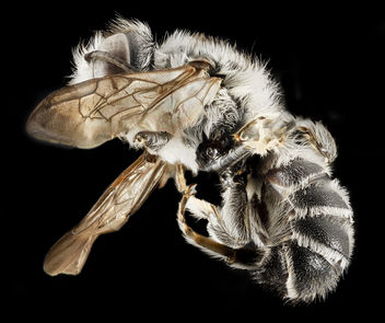 Megachile frugalis, M, Side, Pg County, MD_2014-01-30-11.22.52 ZS PMax - бесплатный image #282507