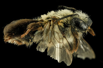 Eucera rosae, F, Side, MD, St Mary's County_2014-02-11-17.48.24 ZS PMax - image #282527 gratis