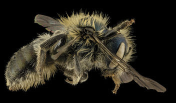 Osmia inspergens, F,, Side, MA, Barnstable County_2014-04-11-17.36.43 ZS PMax - image #282677 gratis