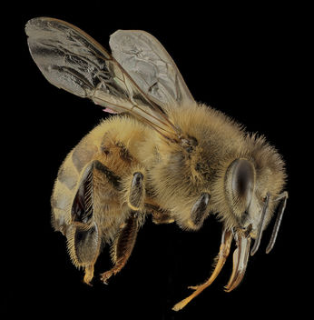 Honey bee, f, side, DC_2014-04-24-21.15.03 ZS PMax - image #282687 gratis