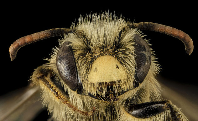 Andrena gardineri, M, Face, OH, Washington County_2014-05-06-13.08.40 ZS PMax - Free image #282717