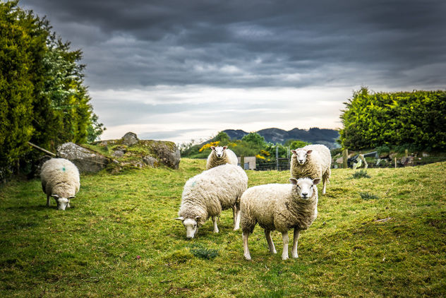 Irish sheep - image #282727 gratis