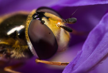 Hoverfly #1 - image gratuit #282747 