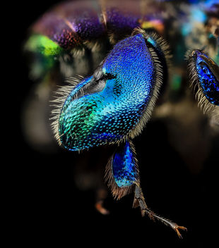 orchid bee green butt, m, leg, guyana_2014-06-17-18.41.16 ZS PMax - Kostenloses image #282857