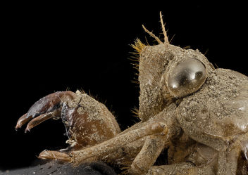 cicada, shell, side face, upper marlboro, md_2014-07-10-20.11.47 ZS PMax - Kostenloses image #282967
