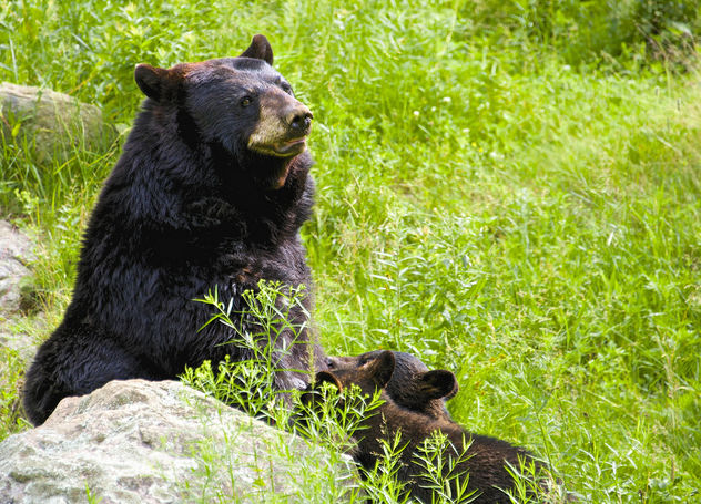 Momma bear nursing her cubs - image gratuit #283017 