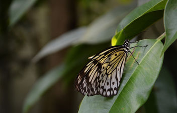 Butterfly | Schmetterling - Free image #283087