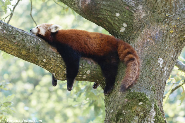 A Red Panda taking a sleep - image gratuit #283117 