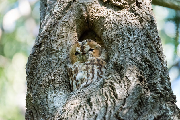 Tawny owl in the forest outside my home - бесплатный image #283297
