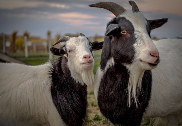 Mr. & Mrs. Goat - image gratuit #283377 