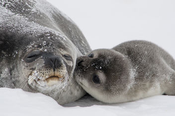 Seal Pup Kisses - image gratuit #283577 