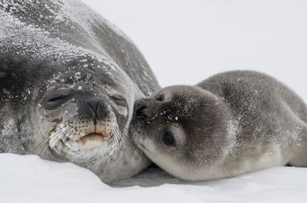 Seal Pup Kisses - image #283577 gratis