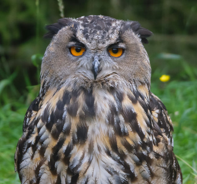 owl-2665 - Kostenloses image #283587