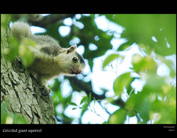 Grizzled Giant Squirrel - Free image #284267