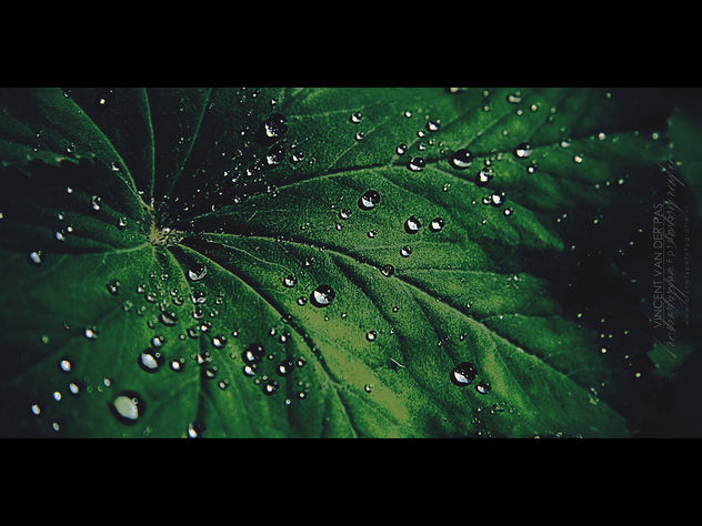 Drops on Leaf - Kostenloses image #284297