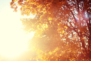 November sun - бесплатный image #284657