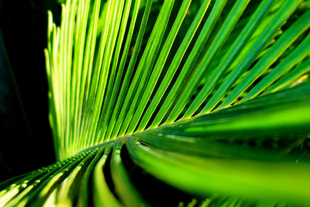 Palm frond - бесплатный image #284777