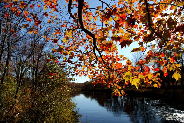 Fall tree branch leaves along river - image #285507 gratis