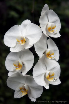 White Orchid (DSC_0274) - image gratuit #285527 