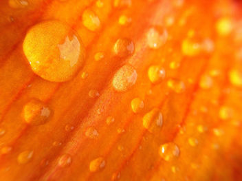 Drops On Bright Orange Flower - image #286577 gratis