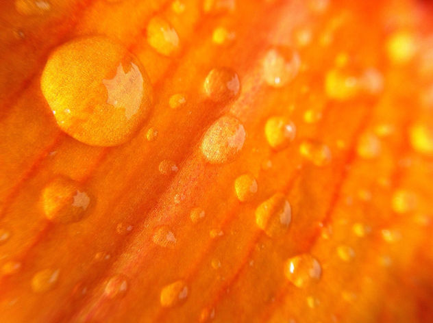 Drops On Bright Orange Flower - бесплатный image #286577