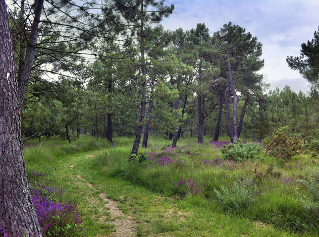 Path In To French Forest - image gratuit #286797 