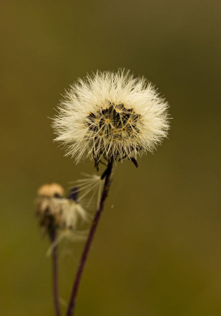 Pollen (dandelion) - image gratuit #286817 