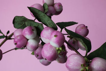 Pink berries - Kostenloses image #286917