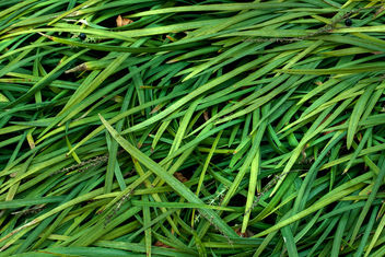 Grass Texture - HDR - Free image #286967