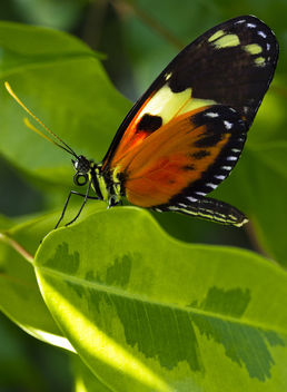 Butterfly - image gratuit #286987 