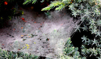 Cobweb in my driveway # dailyshoot # - Free image #287227