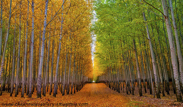 Autumn Tree Farm and road - Free image #287317