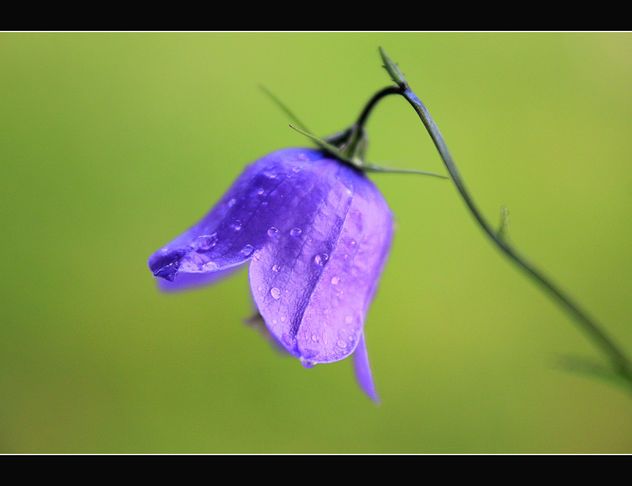 A little blue bell - Free image #287407