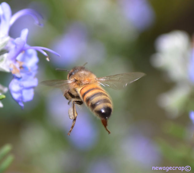 Hovering Honey Bee - Kostenloses image #287627