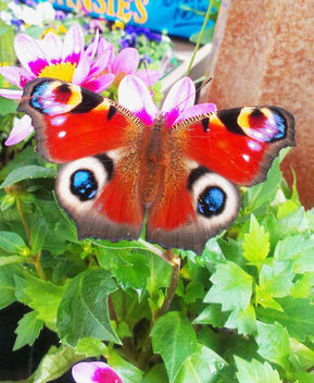 Butterfly - image gratuit #287737 