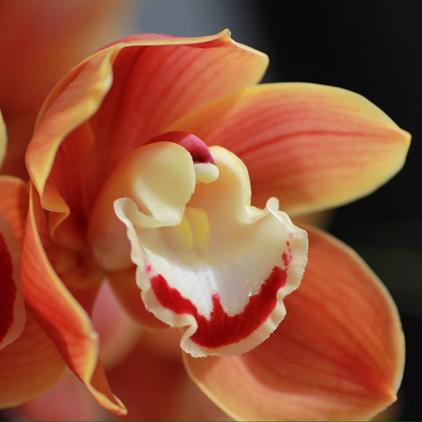 Orchidee... - Kostenloses image #287867