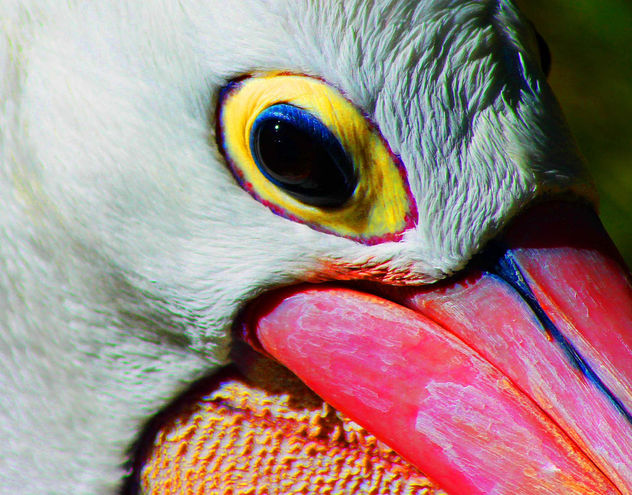 Pelican Adelaide Zoo #Dailyshoot - Free image #288077