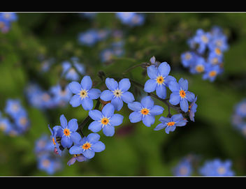 Forget-me-not - Free image #288217