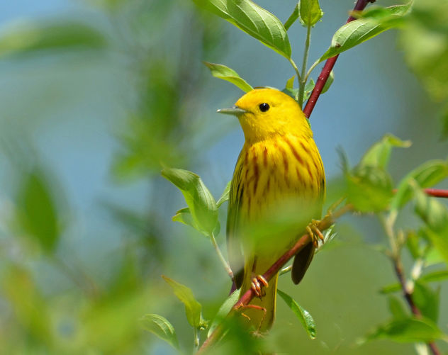 Yellow Warbler - бесплатный image #288337