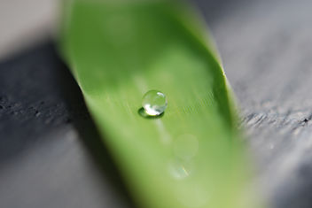 Raindrop on a leaf - image #288977 gratis