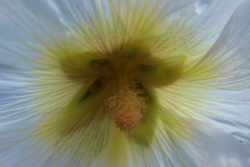 Indian summer - white flower macro - бесплатный image #289267