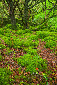 Killarney Forest - HDR - Free image #289687