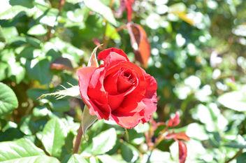 Flowers & Roses - image gratuit #289757 