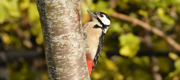 Woodpecker - бесплатный image #289887