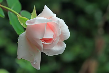 The last rose in the garden - image #290007 gratis