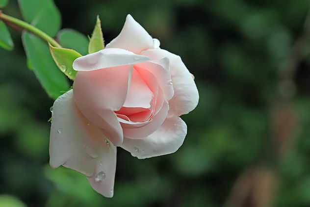 The last rose in the garden - image gratuit #290007 