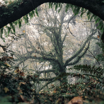 Foggy old growth forest - бесплатный image #290067