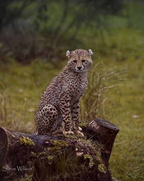 Cheetah Cub posing - бесплатный image #290107