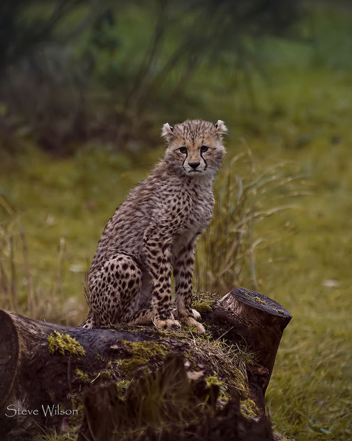 Cheetah Cub posing - Kostenloses image #290107