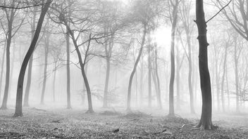 Winter Forest - image #290377 gratis